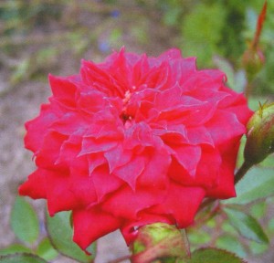 GYPSY JEWEL (miniature)